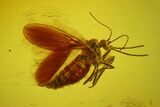 Two Fossil Moth Flies and a Male Biting Midge in Baltic Amber #170050-2
